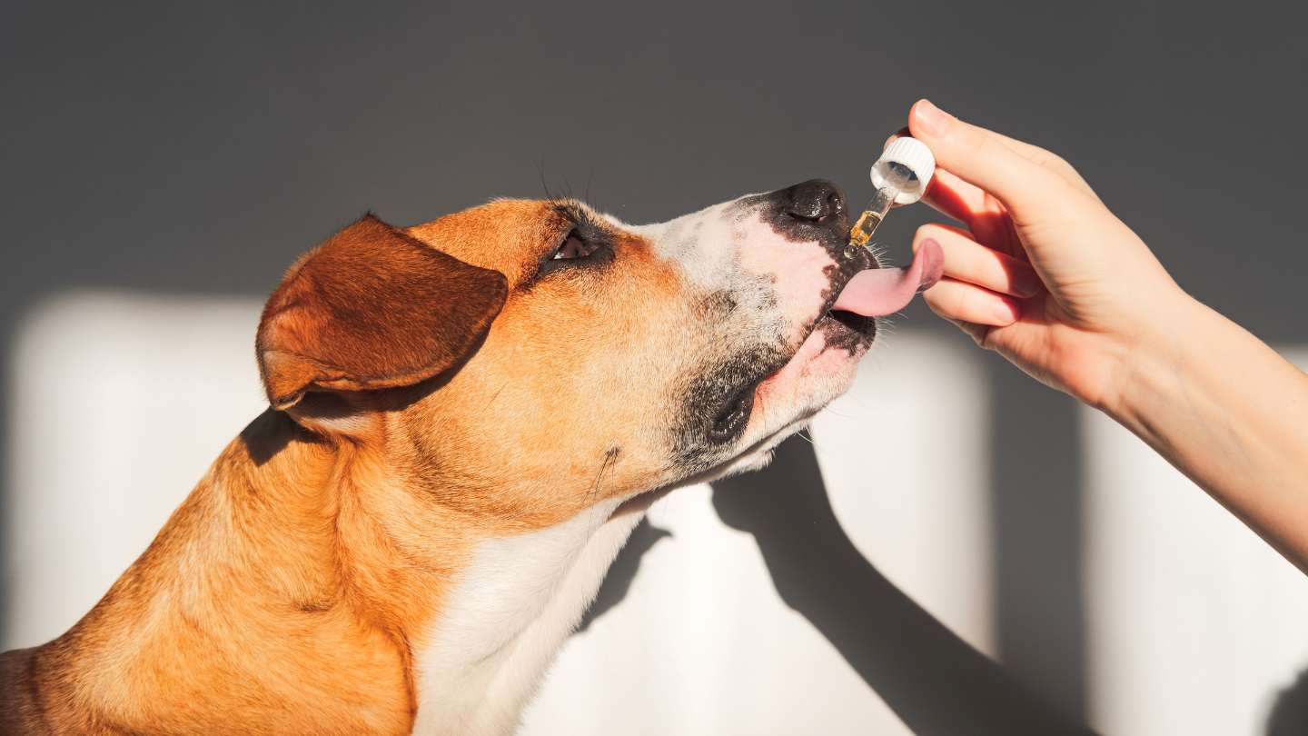 omega-3-y-6-para-perros-todo-lo-que-deberias-saber