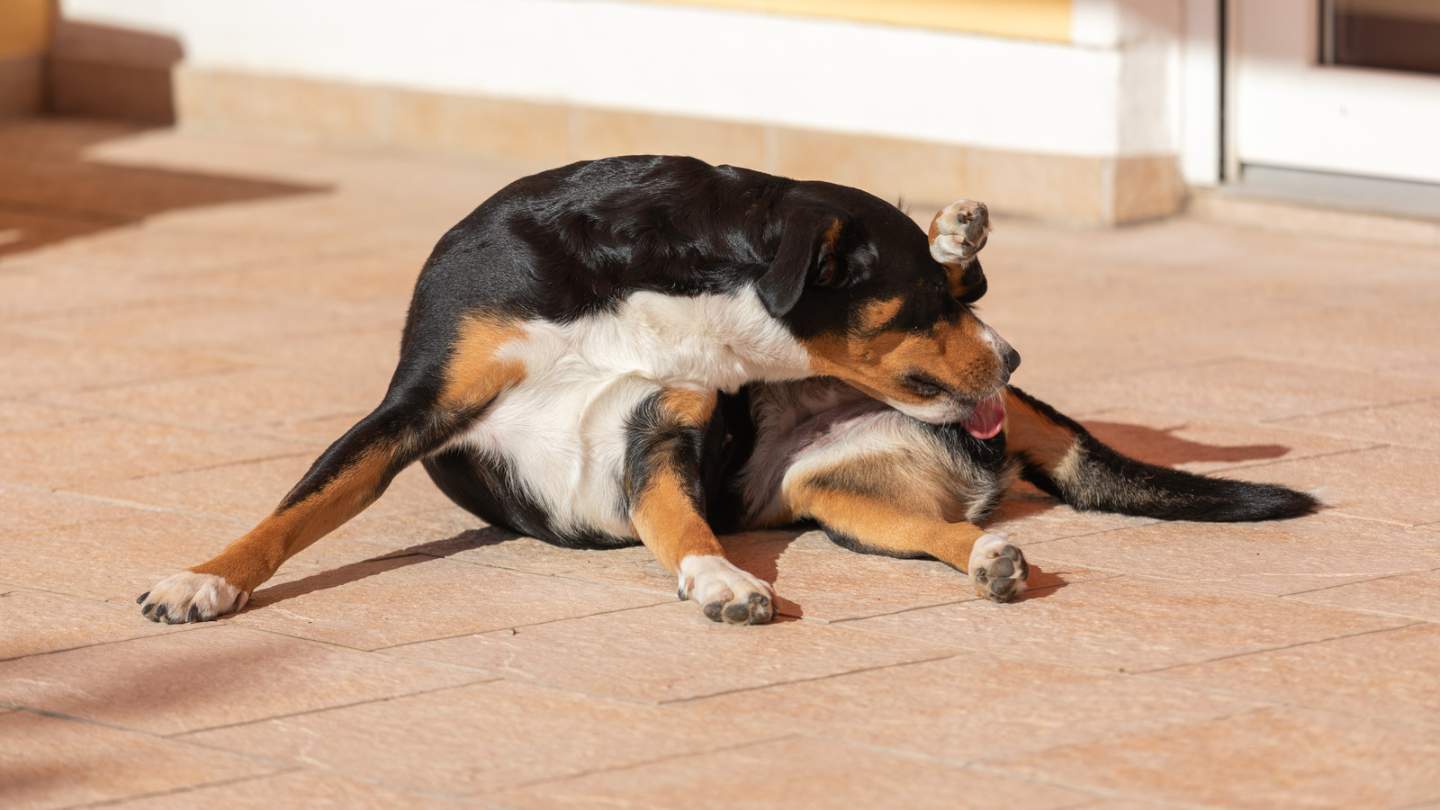 Perro lame panocha